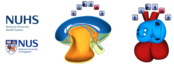 National University Health Systems (NUHS) uses EON Creator for 3D Visualization of Human Embryonic Anatomy for Education