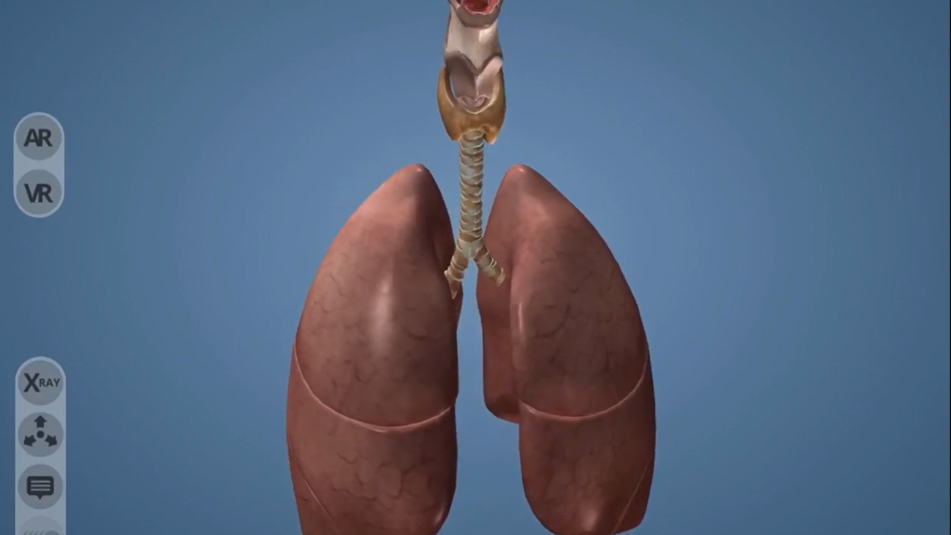Asian Student has developed this Virtual and Augmented Reality around the Lungs