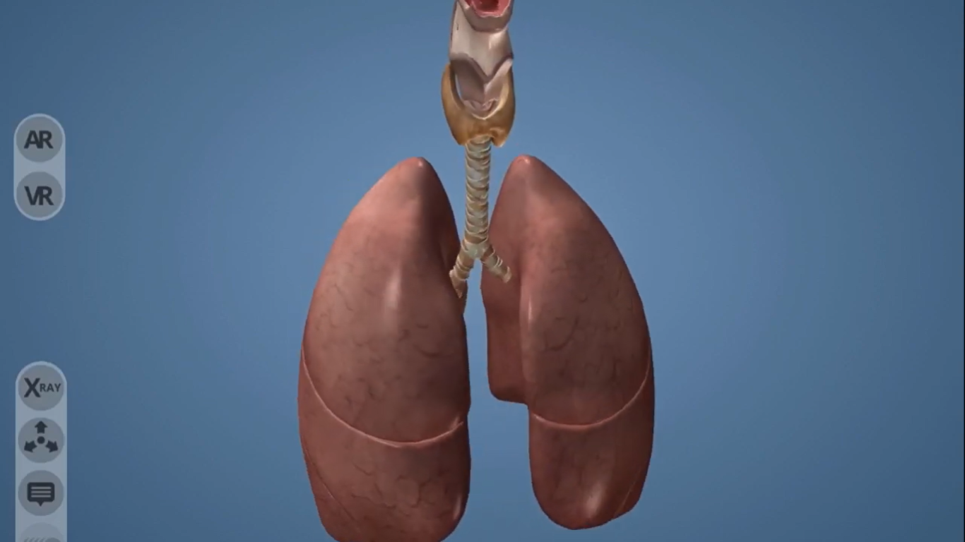 Virtual and Augmented Reality about the Lungs